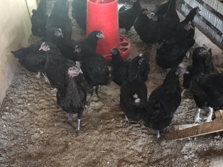 ���R�~�A�]���A�������@���܂��@�{�@���@�q�i�@�Ђ� �̔� ���̋@�@���l�̔��@����@������ �Ȃ����t�@�[���A���R�@�������@���@�{�@���@�q�i�@�Ђ� �̔��@����