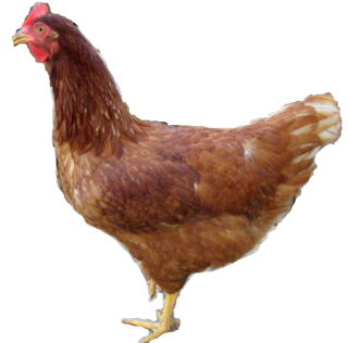 ���R�~�A�]���A�������@���܂��@�{�@���@�q�i�@�Ђ� �̔� ���̋@�@���l�̔��@����@������ �Ȃ����t�@�[���A���R�@�������@���@�{�@���@�q�i�@�Ђ� �̔��@����